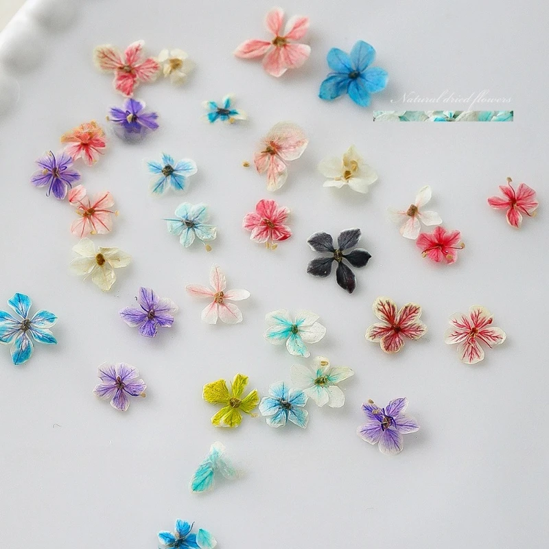 1PCS Summer Gradient Floral Na - Dried Flower Bulk ulasan dan harga