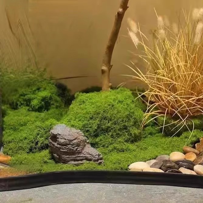 200g Eternal Life Moss DIY Cra - Terrarium Moss Art ulasan dan harga